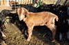 Chivo