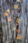 Hojas-en-la-cascada