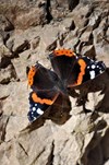 Mariposa