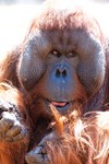 Orangutan