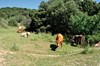 Vacas