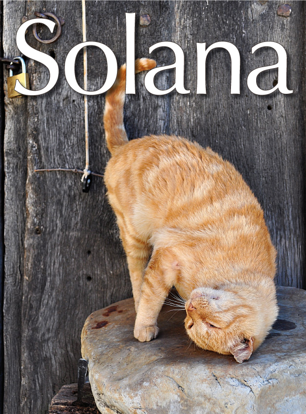 portada-73-gato