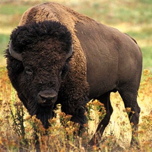 bisonte-ok