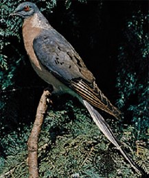 paloma