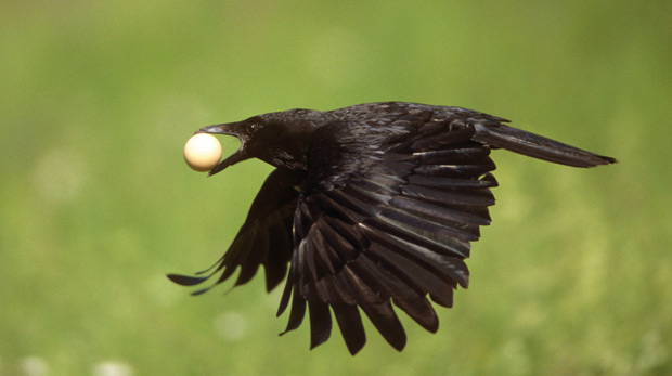 Volando-con-huevo