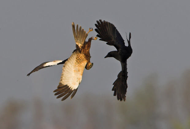 Pelea-con-aguilucho
