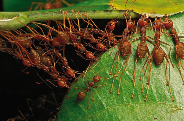 hormigas