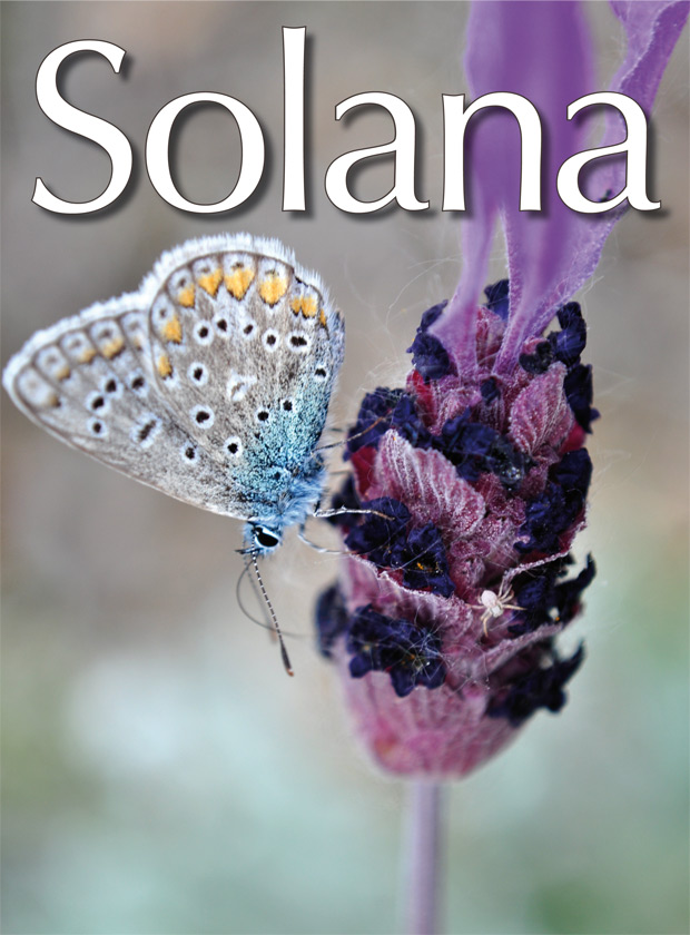 portada-mariposa