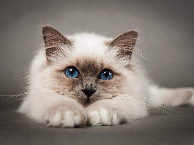 gatito-con-ojos-azules