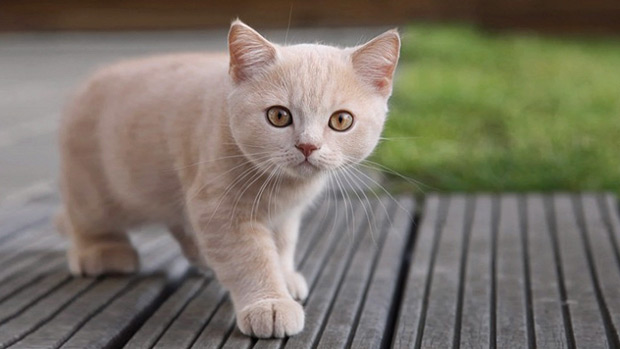Gatito