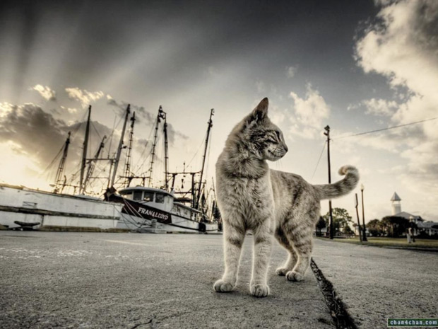 Gato-callejero