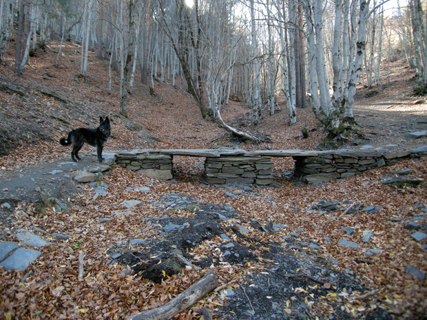 Puente-en-tejera-negra