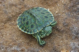 galapago