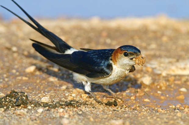 Golondrina-Dáurica-en-el-suelo