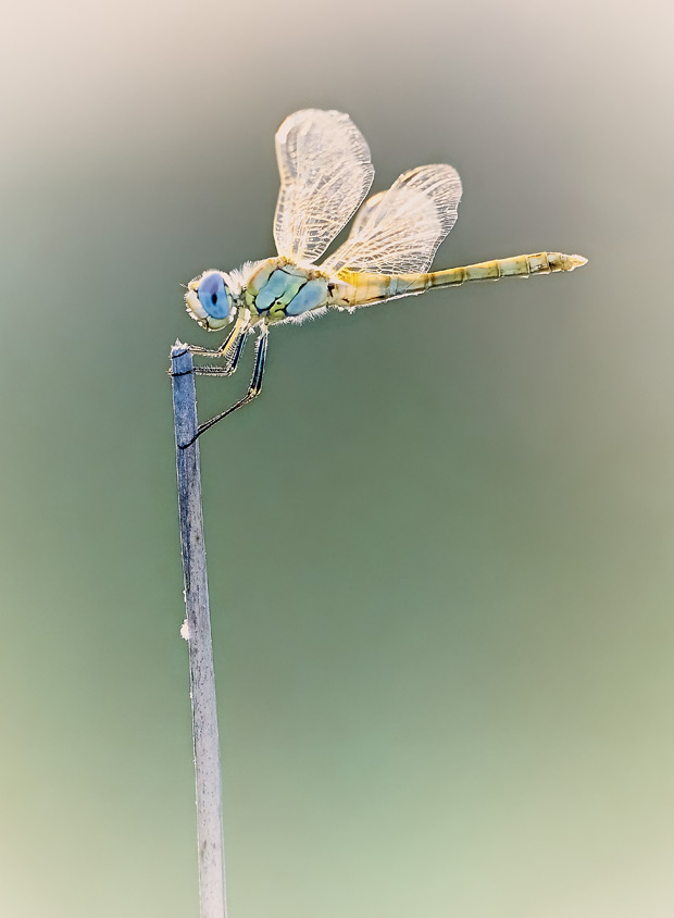 Contraluz-Sympetrum-fonscolombii-1828