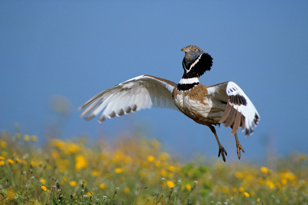 Sison-en-vuelo