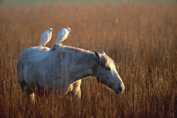 Caballo-con-garcillas-bueyeras