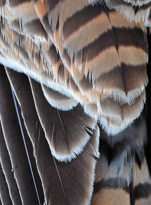 portada-PLUMAS-9-ok