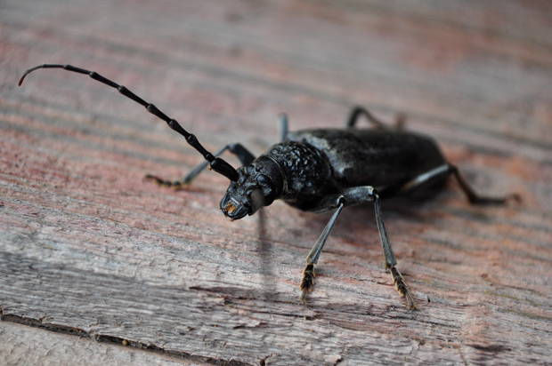 Cerambyx-cerdo-4