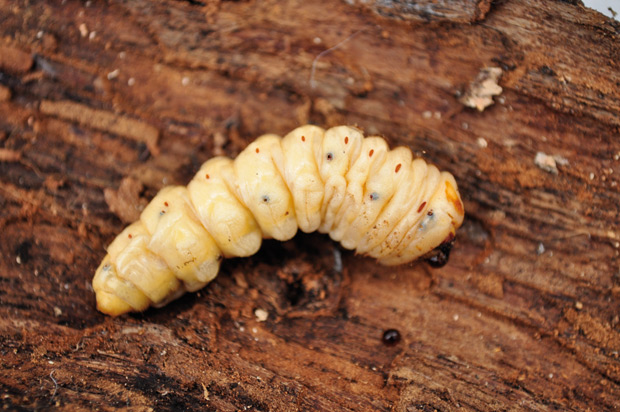Larva