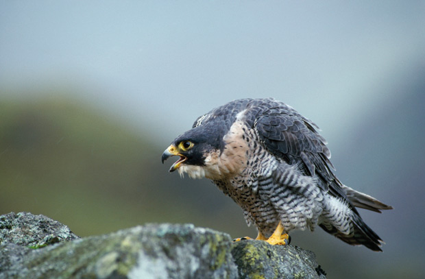 Halcon-peregrino-posado
