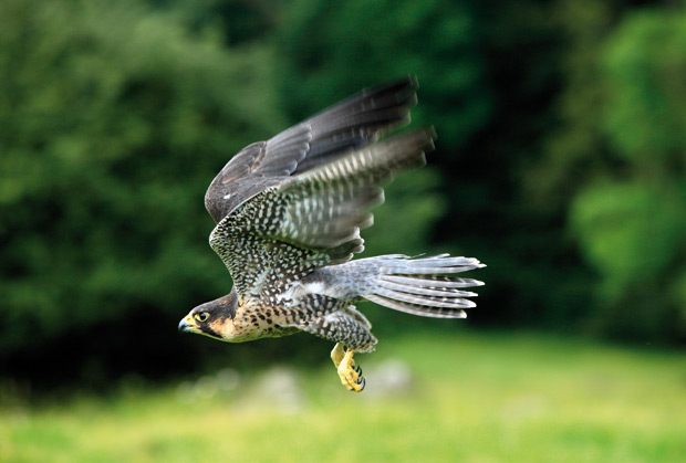 Halcon-peregrino-volando