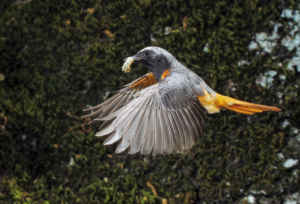 Macho-colirrojo-real-en-vuelo
