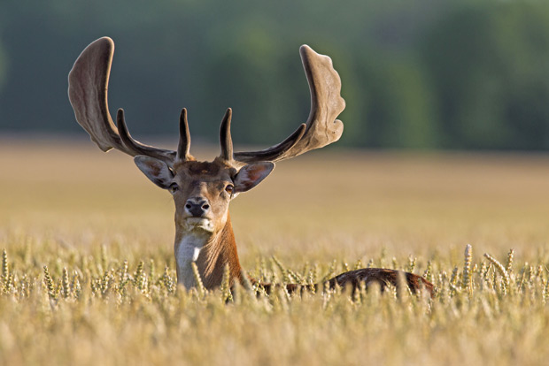 Gamo-macho-en-campo-de-trigo