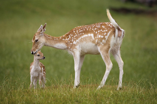 Hembra-de-gamo-con-cria