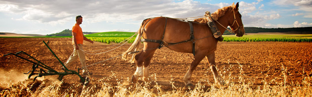 Tracción Animal