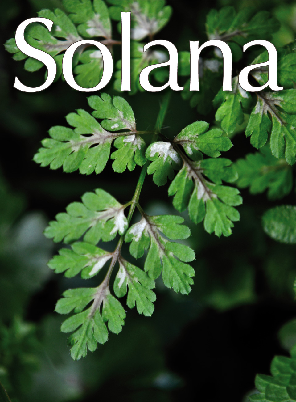 Portada 65